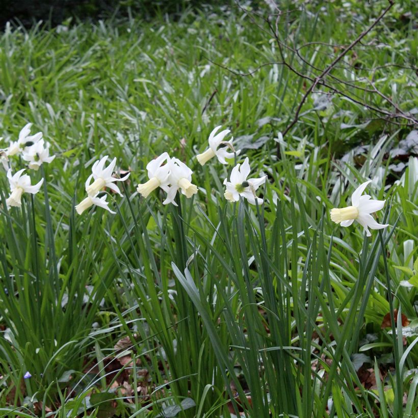 Narcissus triandrus Lemon Drops (Porto)