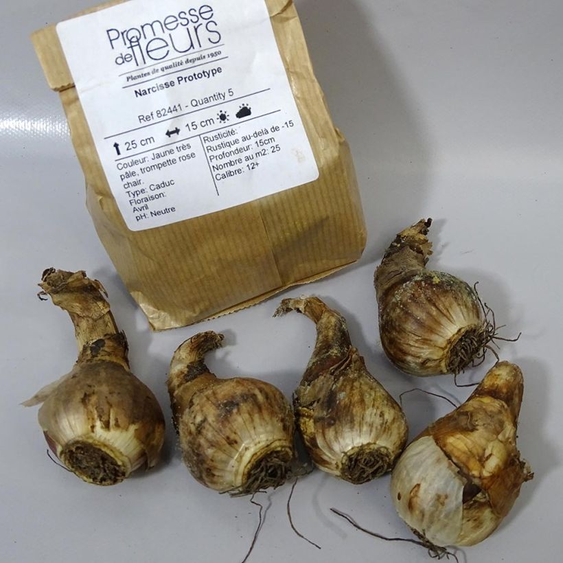 Esempio di esemplare Narciso cyclamineus Prototype Bulbo taglia 12+ come consegnato