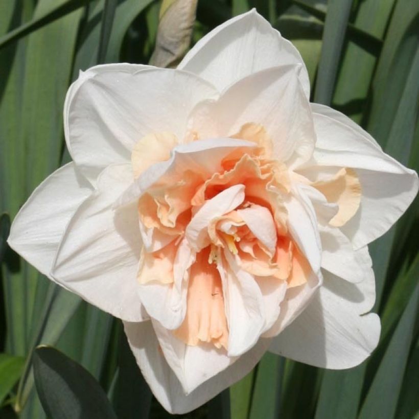Narciso Replete (Fioritura)