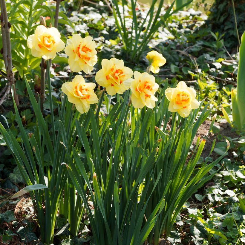 Narciso a fiore doppio Tahiti (Porto)