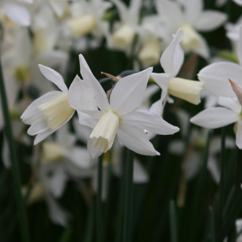 Narciso cyclamineus Toto (Fioritura)