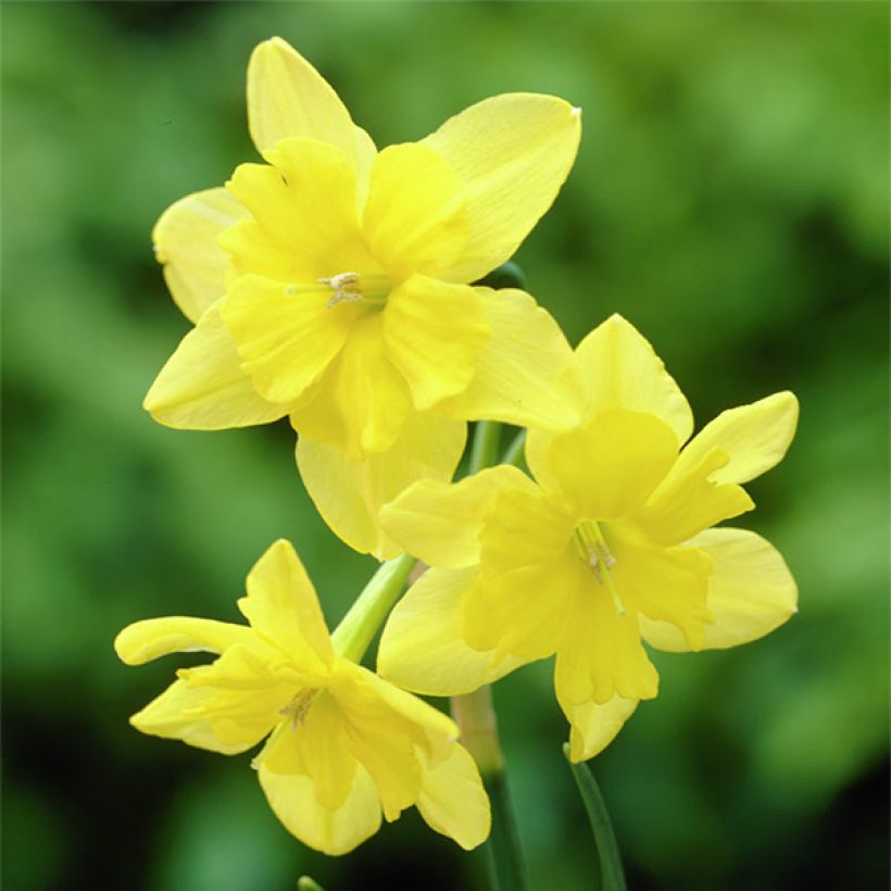 Narciso Tripartite (Fioritura)