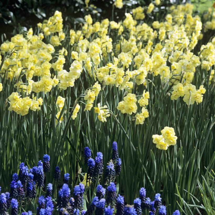 Narciso tazetta Yellow Cheerfulness (Porto)