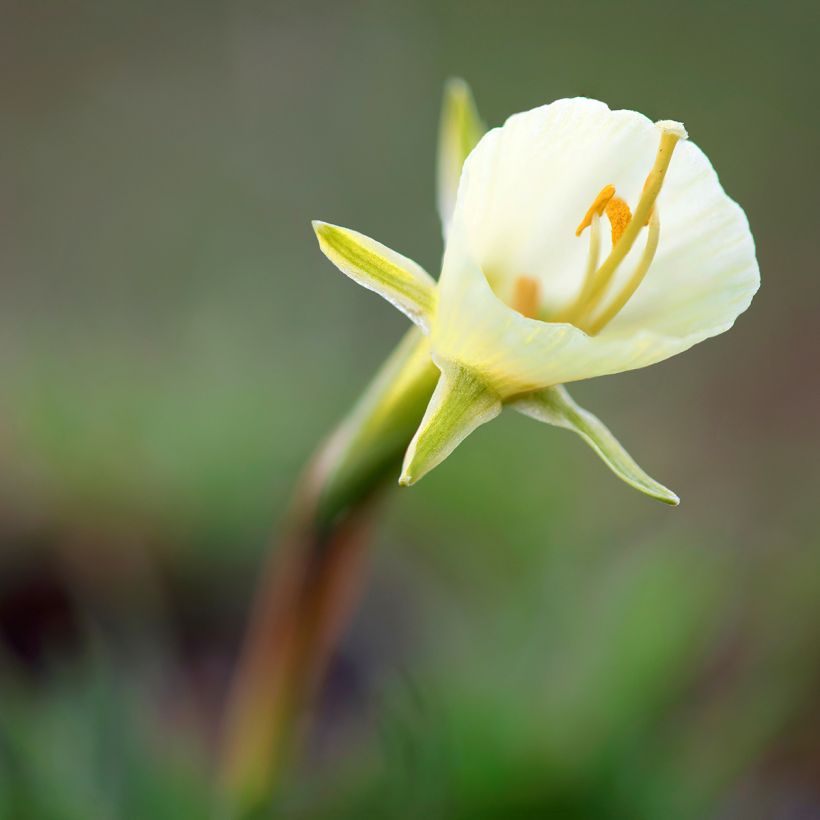 Narcissus bulbocodium White Petticoat (Fioritura)