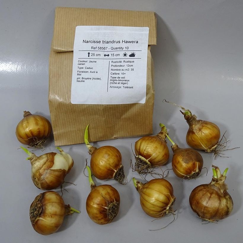 Esempio di esemplare Narcissus triandrus Hawera Bulbo taglia 10+ come consegnato