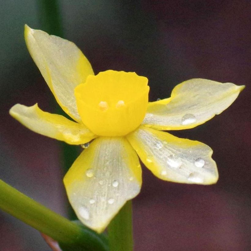 Narciso grande-coronato New Baby (Fioritura)