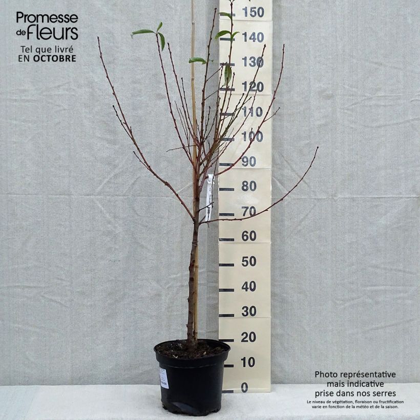 Esemplare di Nettarina Fantasia Vaso da 7,5L/10L, Vasetto come consegnato in autunno