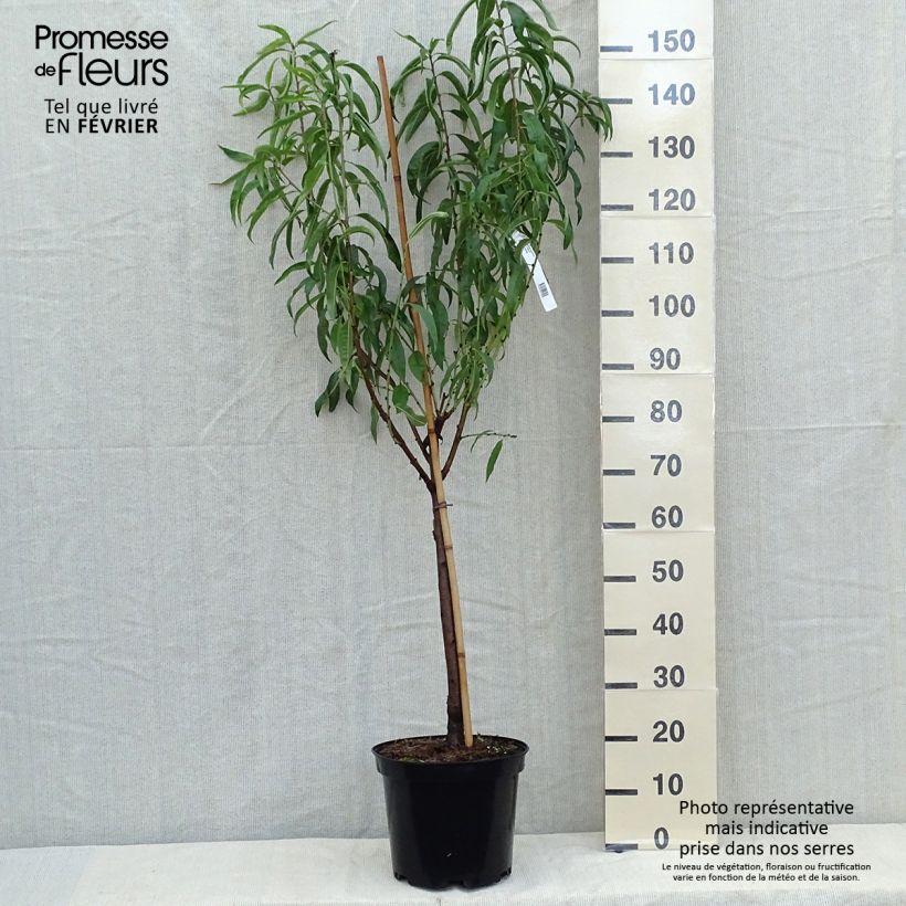 Esemplare di Nettarina Morton Vaso da 7,5L/10L, Vasetto come consegnato in autunno