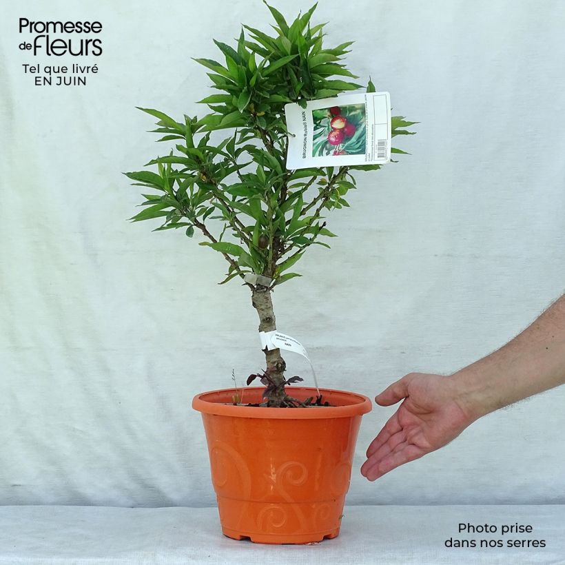 Esemplare di Nettarina Rubis Necta Zee Vaso da 7,5L/10L, Vaso impalcato basso consegnato in estate