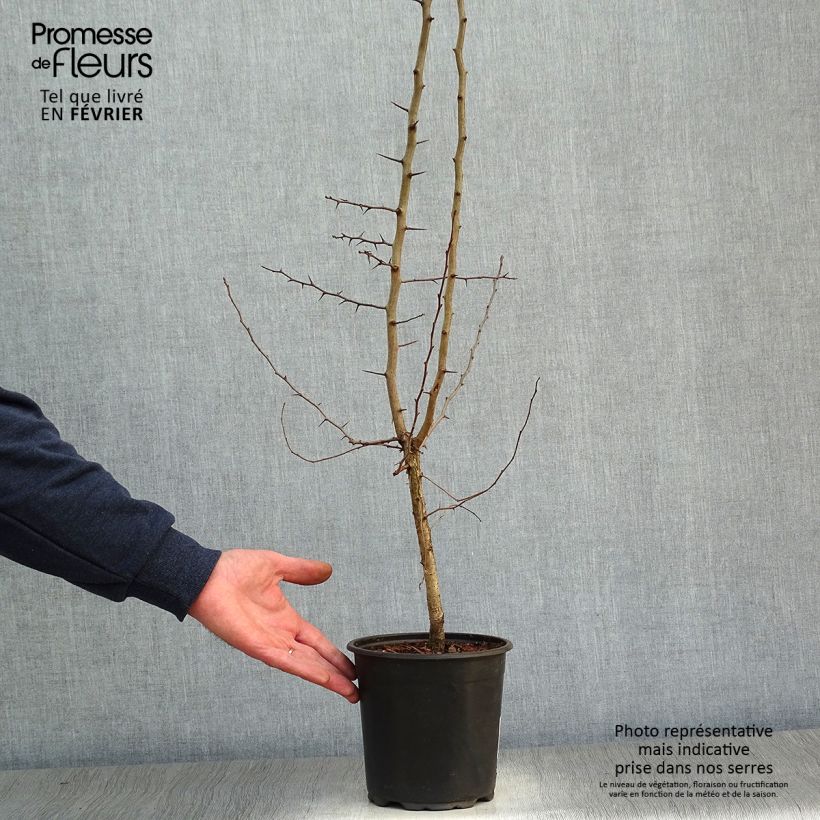 Mespilus germanica - Nespolo Vaso da 2L/3L esemplare consegnato in inverno