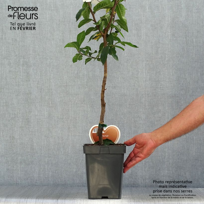 Esemplare di Mespilus germanica Westerveld - Nespolo Vaso da 4L/5L come consegnato in autunno