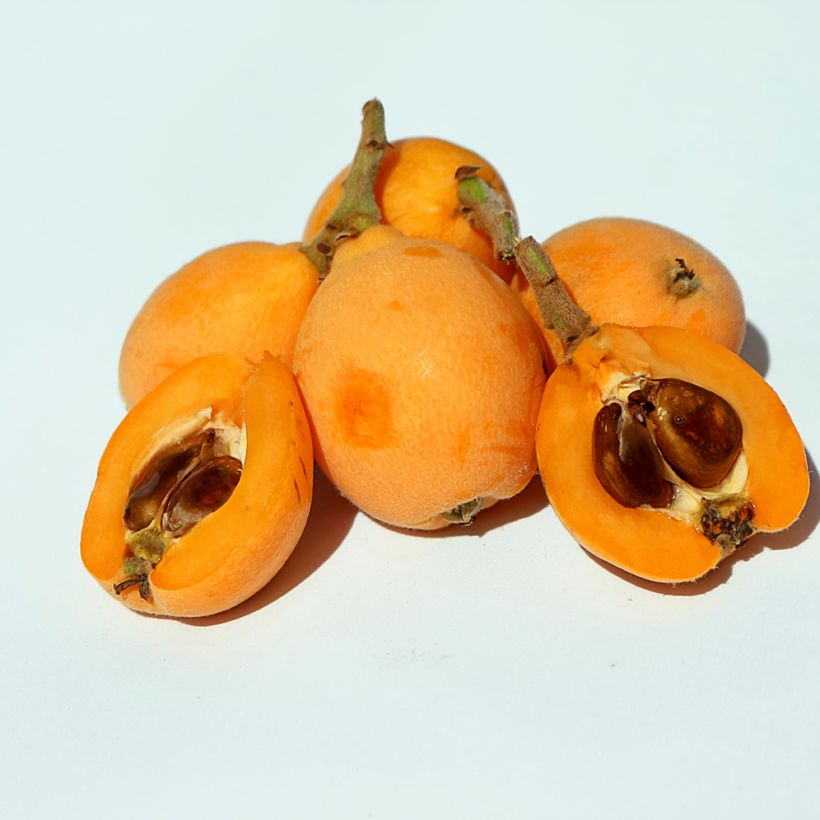 Eriobotrya japonica Argelino - Nespolo del Giappone (Raccolta)