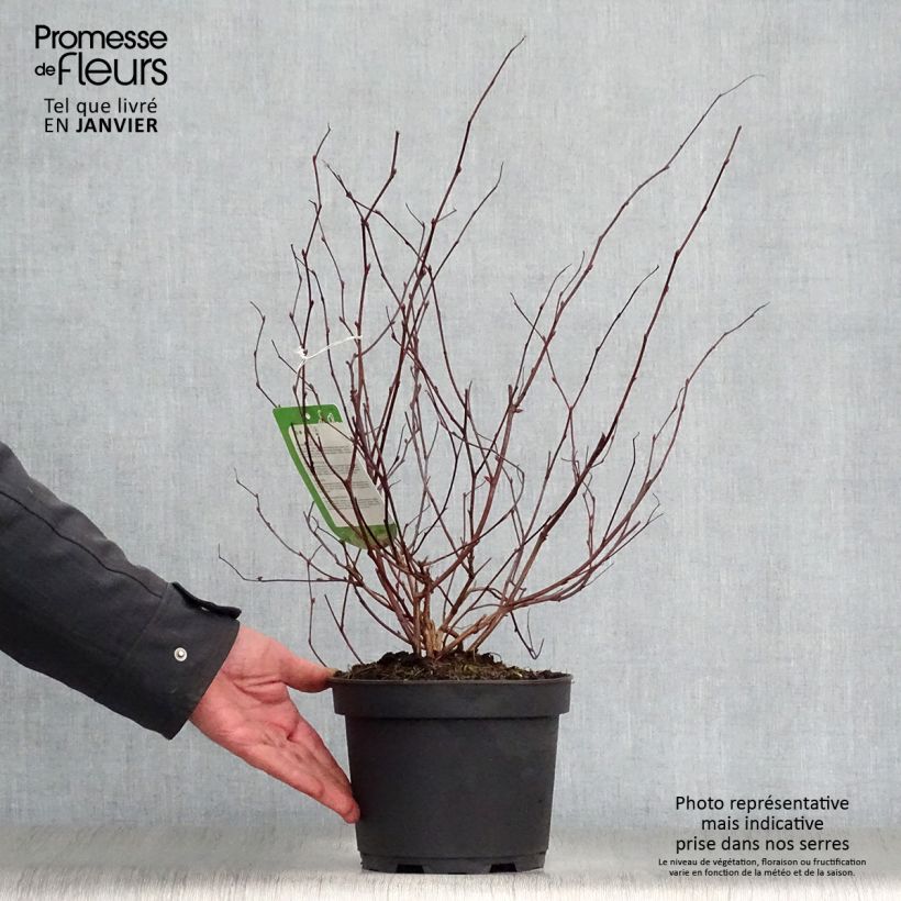 Neillia affinis Vaso da 2L/3L esemplare consegnato in inverno