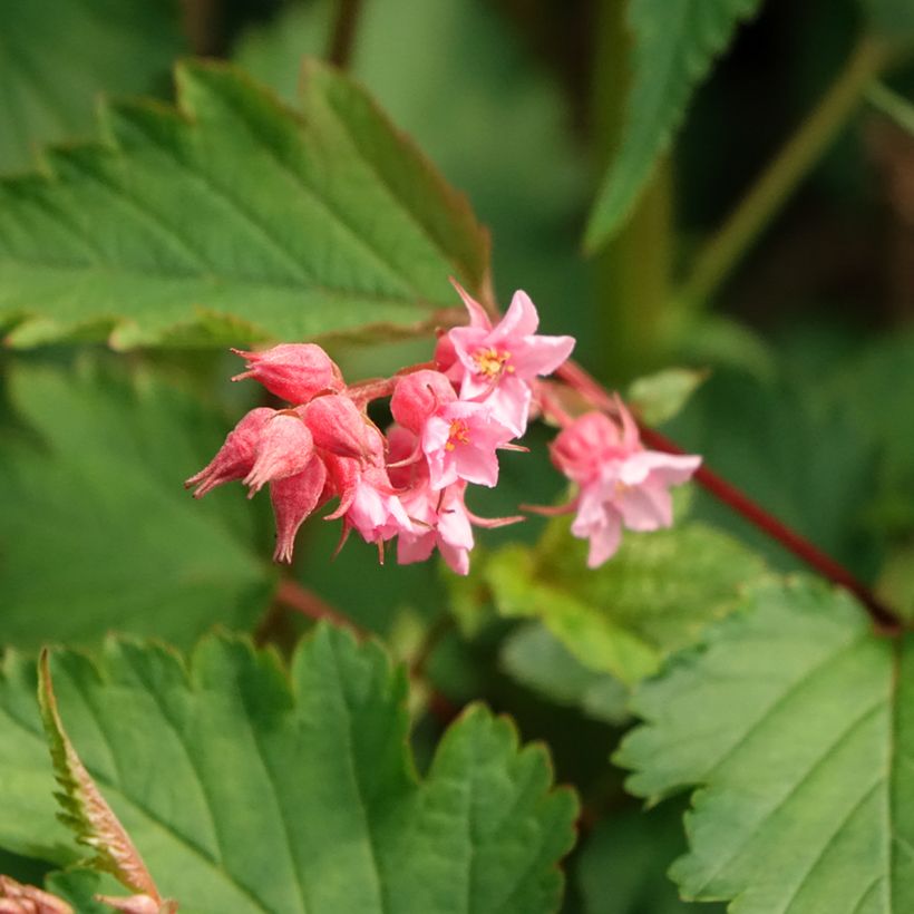 Neillia affinis (Fioritura)