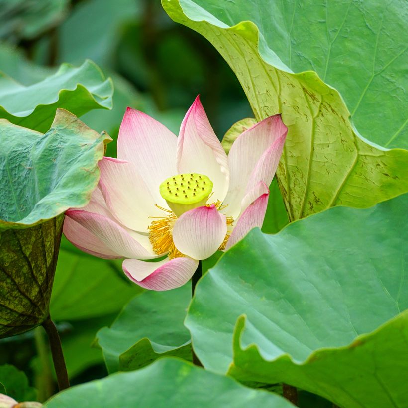 Nelumbo Guifei Zuijiu - Fior di loto (Fogliame)