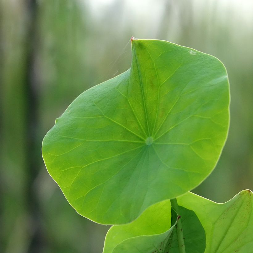 Nelumbo Pygmaea Pink - Fior di loto (Fogliame)