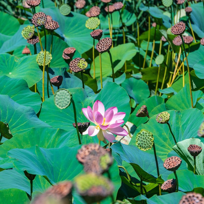Nelumbo Red at Sunset - Fior di loto (Fogliame)