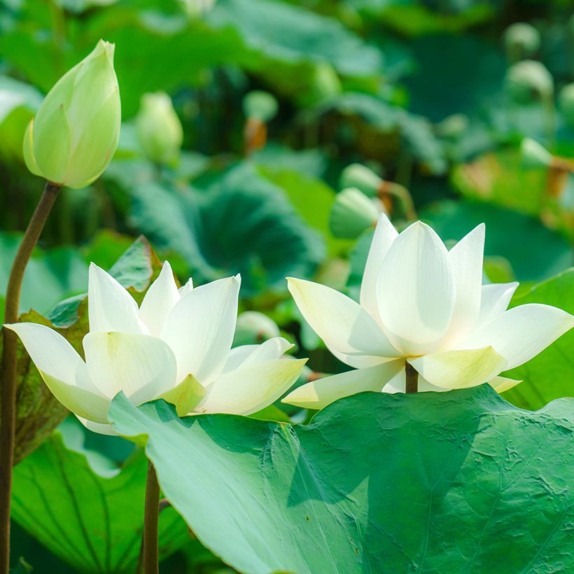 Nelumbo nucifera Hong Bian Yudie - Fior di loto (Fioritura)