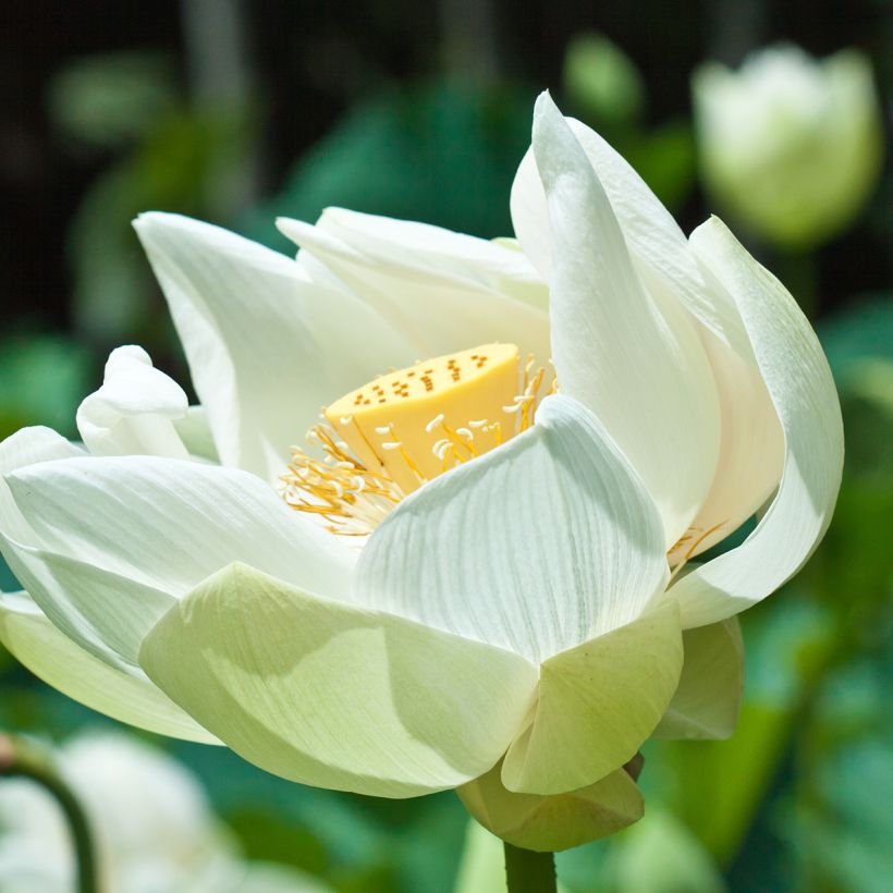 Nelumbo nucifera Stellar White - Fior di loto (Fioritura)