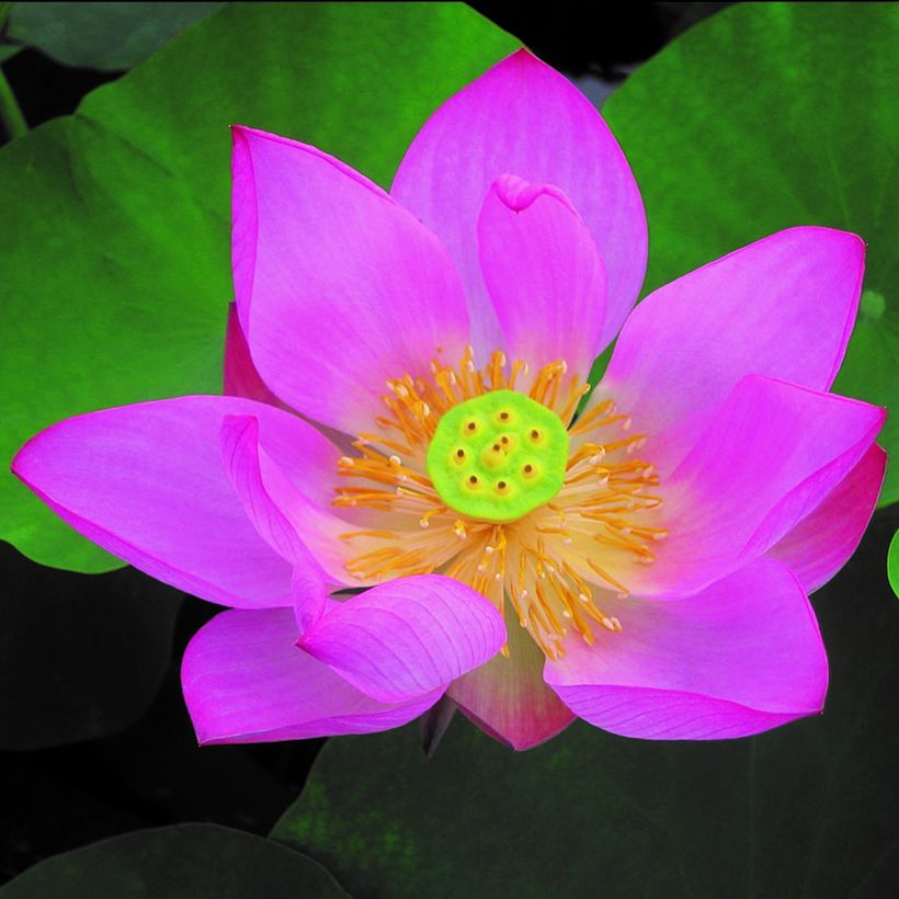 Nelumbo Pygmaea Red - Fior di loto (Fioritura)