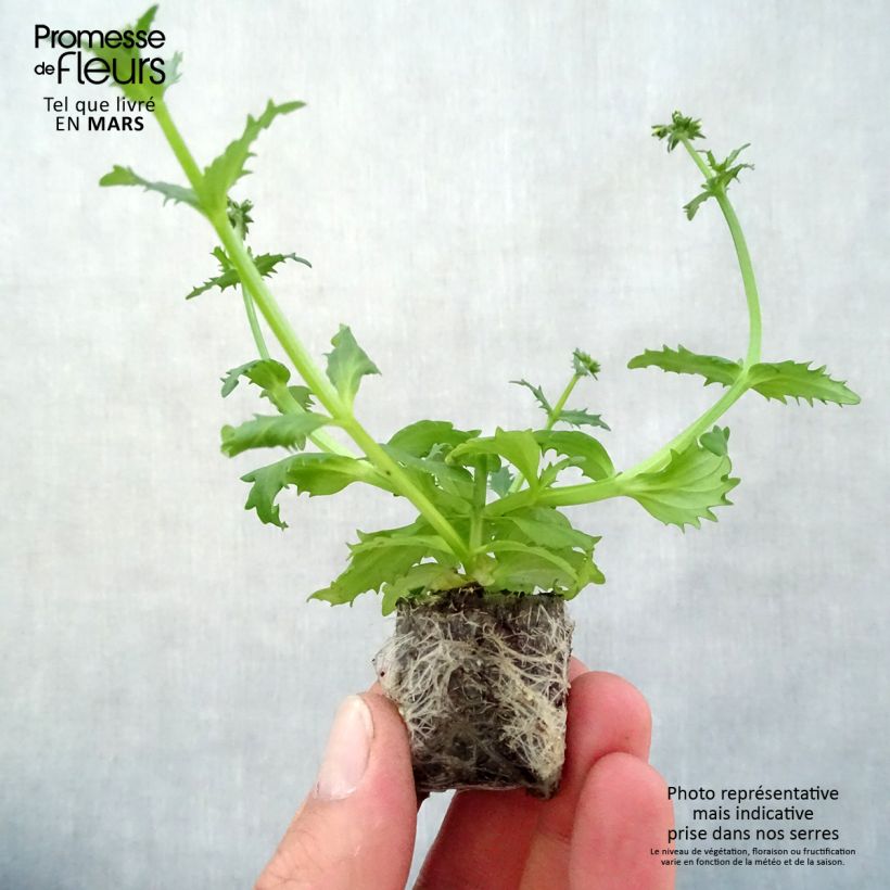 Nemesia Sunsatia Plus Pomelo mini zolla... esemplare consegnato in primavera