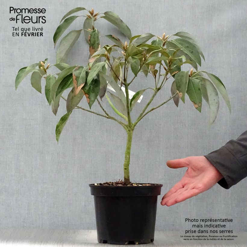 Neolitsea sericea Vaso da 4L/5L esemplare consegnato in inverno