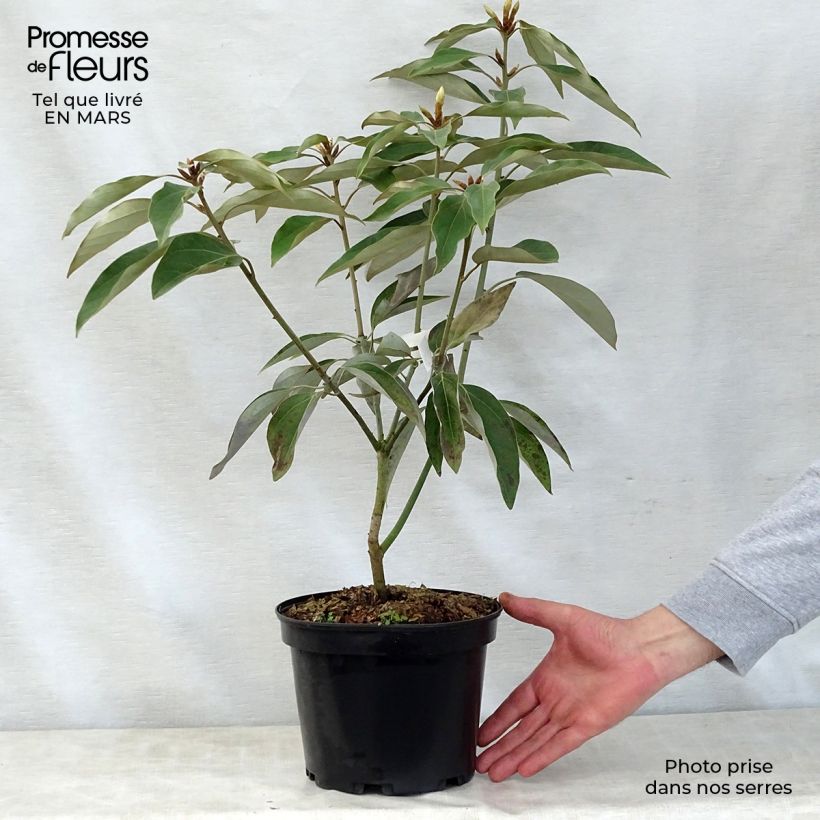 Neolitsea sericea Vaso da 4L/5L esemplare consegnato in primavera