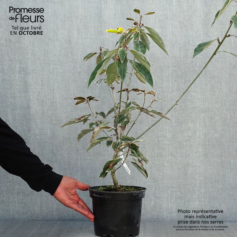 Esemplare di Neolitsea sericea Vaso da 4L/5L come consegnato in autunno