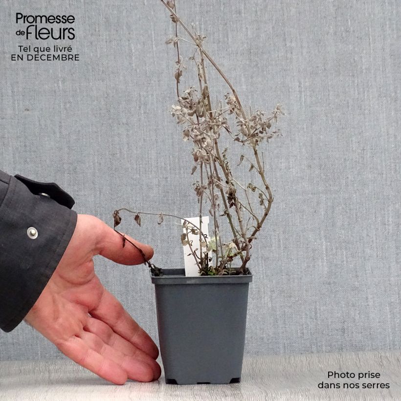 Nepeta Blue Dragon Vasetto da 8/9 cm esemplare consegnato in inverno