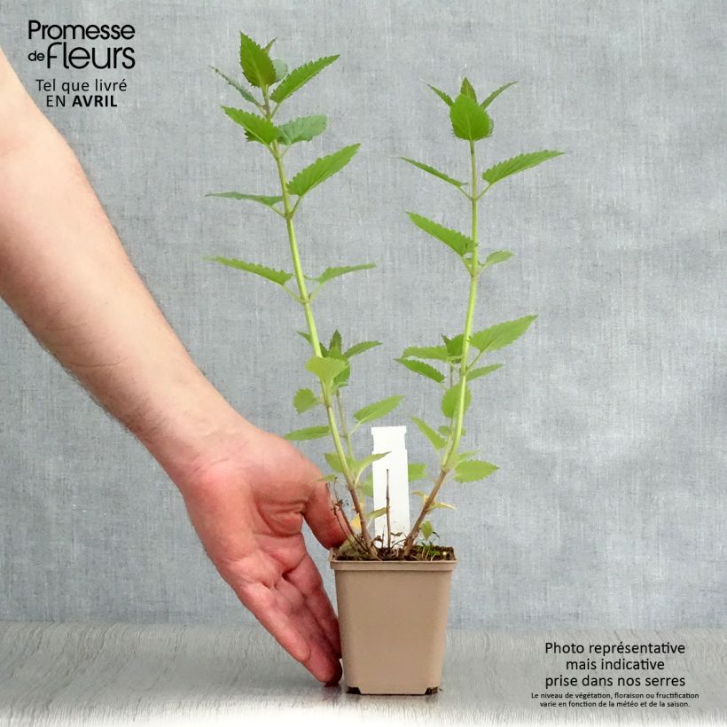 Nepeta Blue Dragon Vasetto da 8/9 cm esemplare consegnato in primavera