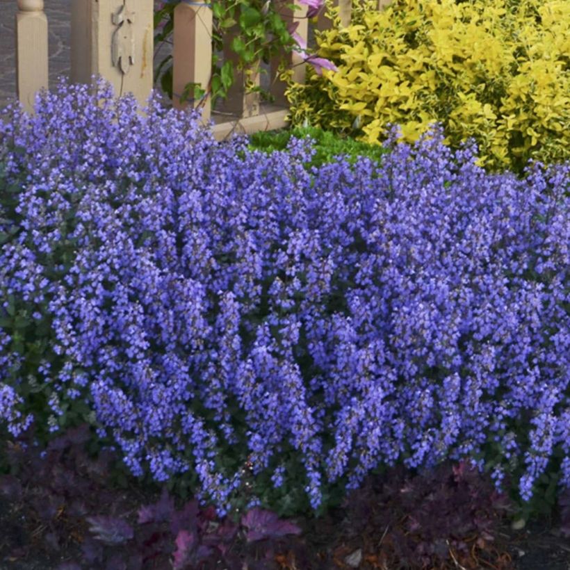 Nepeta faassenii Cat's Pajamas (Porto)