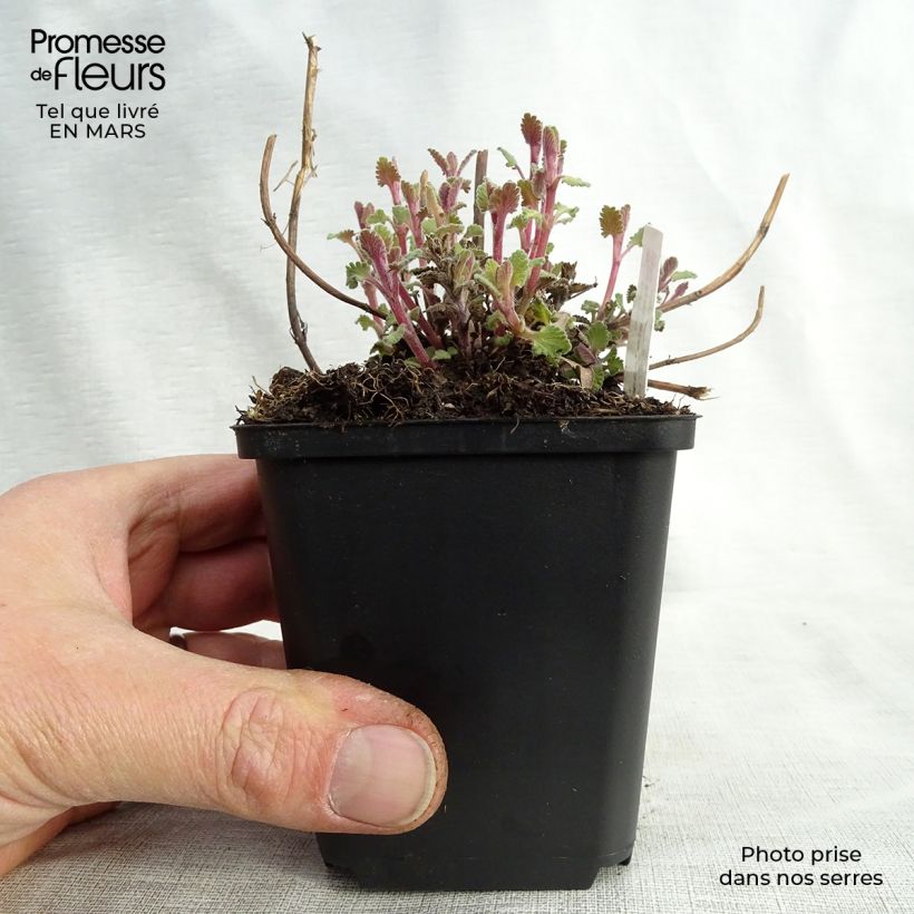 Nepeta faassenii Kit Cat Vasetto da 8/9 cm esemplare consegnato in primavera