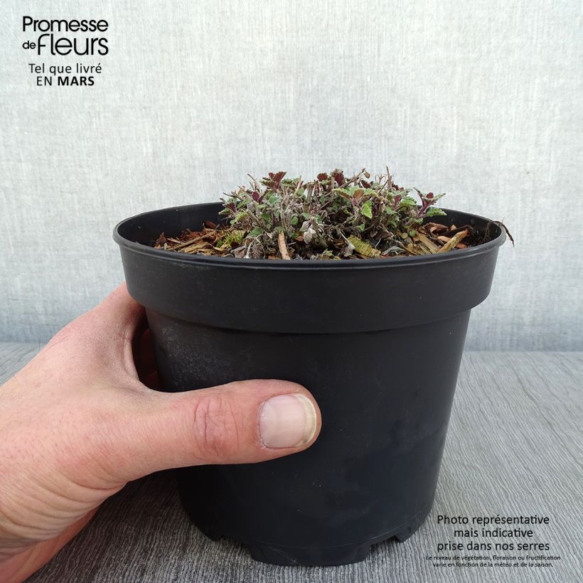 Nepeta faassenii Kit Cat Vaso da 2L/3L esemplare consegnato in inverno