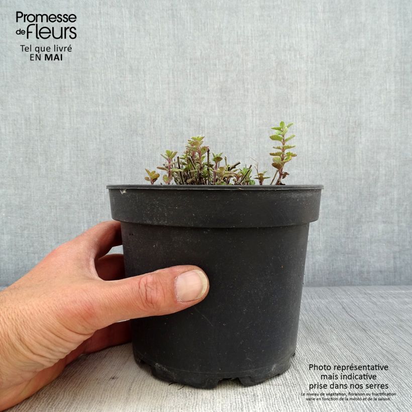 Nepeta faassenii Kit Cat Vaso da 2L/3L esemplare consegnato in primavera
