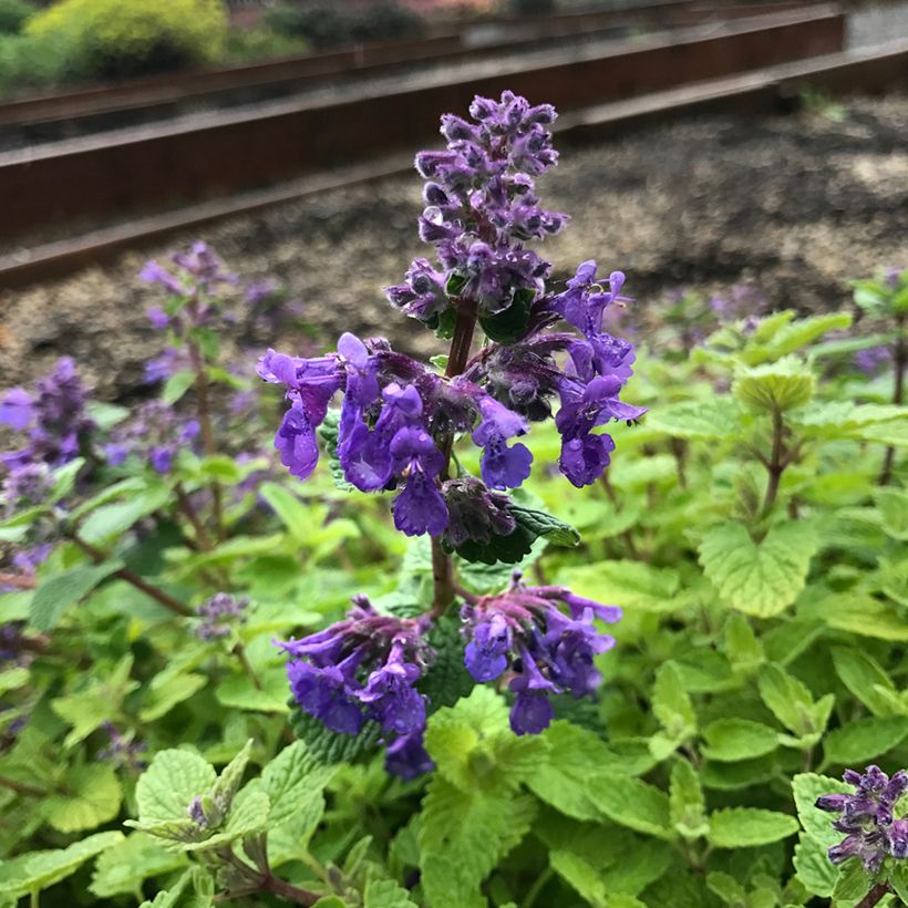 Nepeta Nova Blue (Fioritura)