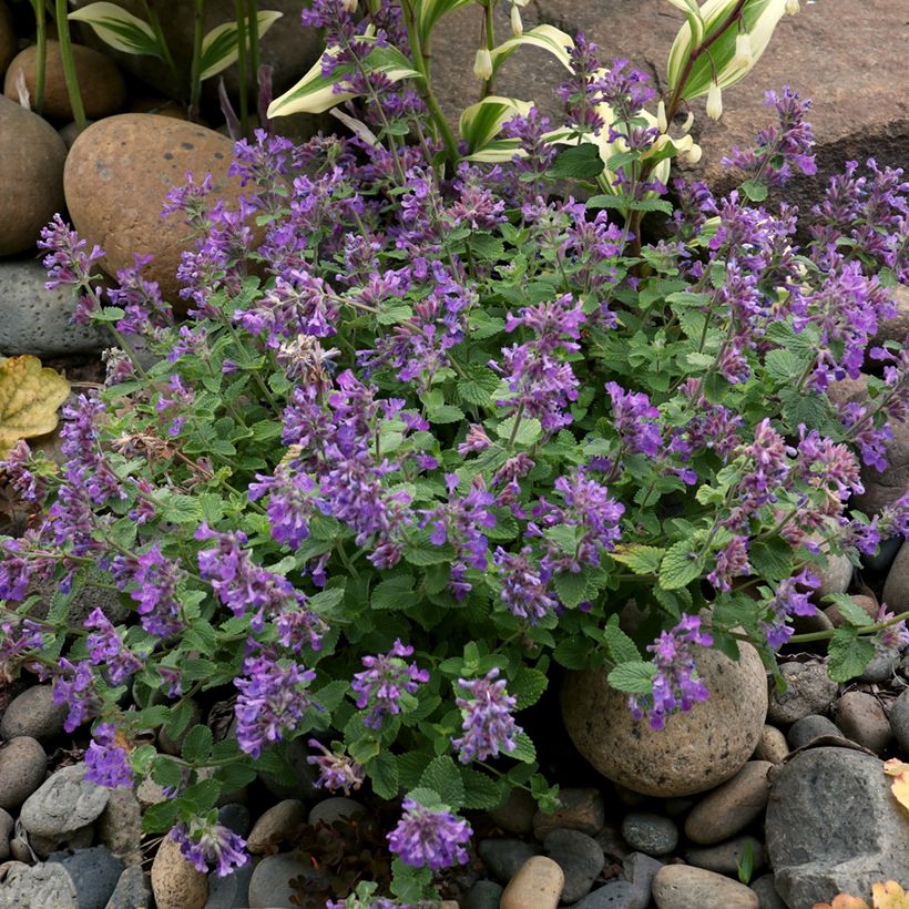 Nepeta Nova Blue (Porto)