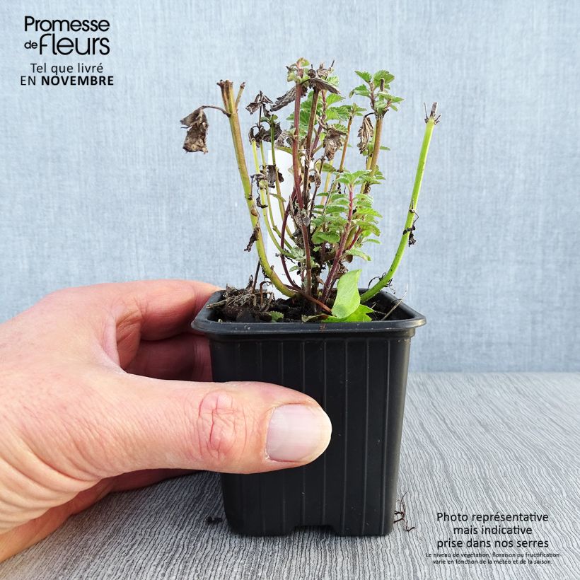 Esemplare di Nepeta faassenii Purrsian Blue Vasetto da 8/9 cm come consegnato in autunno