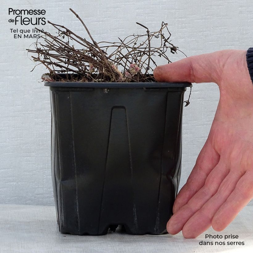 Nepeta faassenii Purrsian Blue Vaso da 2L/3L esemplare consegnato in primavera