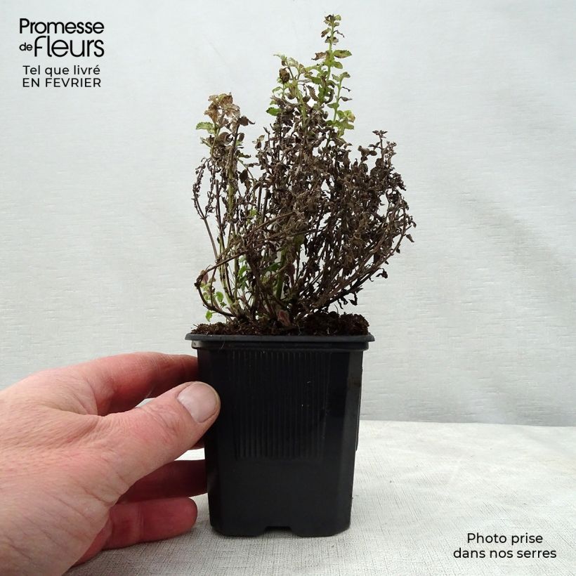 Nepeta faassenii Purrsian Blue Vasetto da 8/9 cm esemplare consegnato in inverno