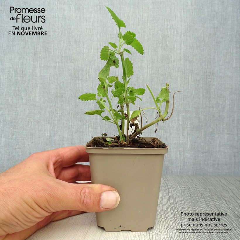 Esemplare di Nepeta cataria Citriodora - Gattaia comune Vasetto da 8/9 cm come consegnato in autunno