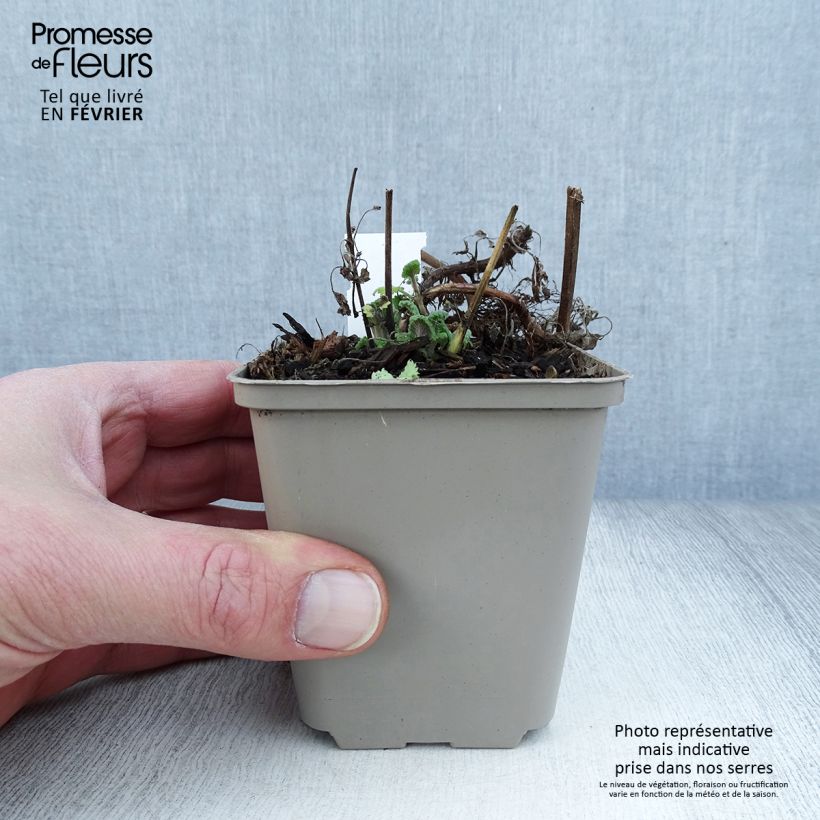 Nepeta cataria Citriodora - Gattaia comune Vasetto da 8/9 cm esemplare consegnato in inverno