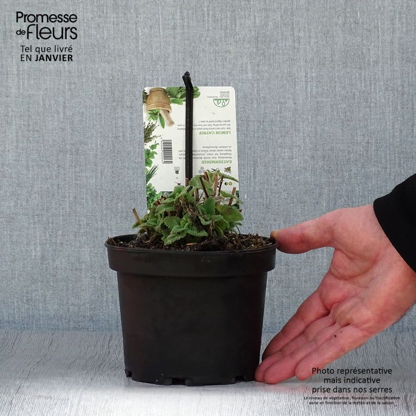 Nepeta cataria Citriodora - Gattaia comune Vaso da 1,5L/2L esemplare consegnato in inverno