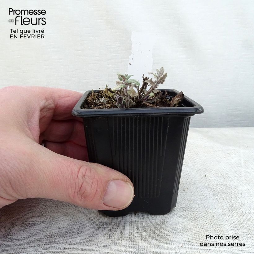 Nepeta faassenii Cat's Meow Vasetto da 8/9 cm esemplare consegnato in inverno