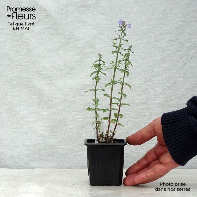 Nepeta faassenii Cat's Meow Vasetto da 8/9 cm esemplare consegnato in primavera