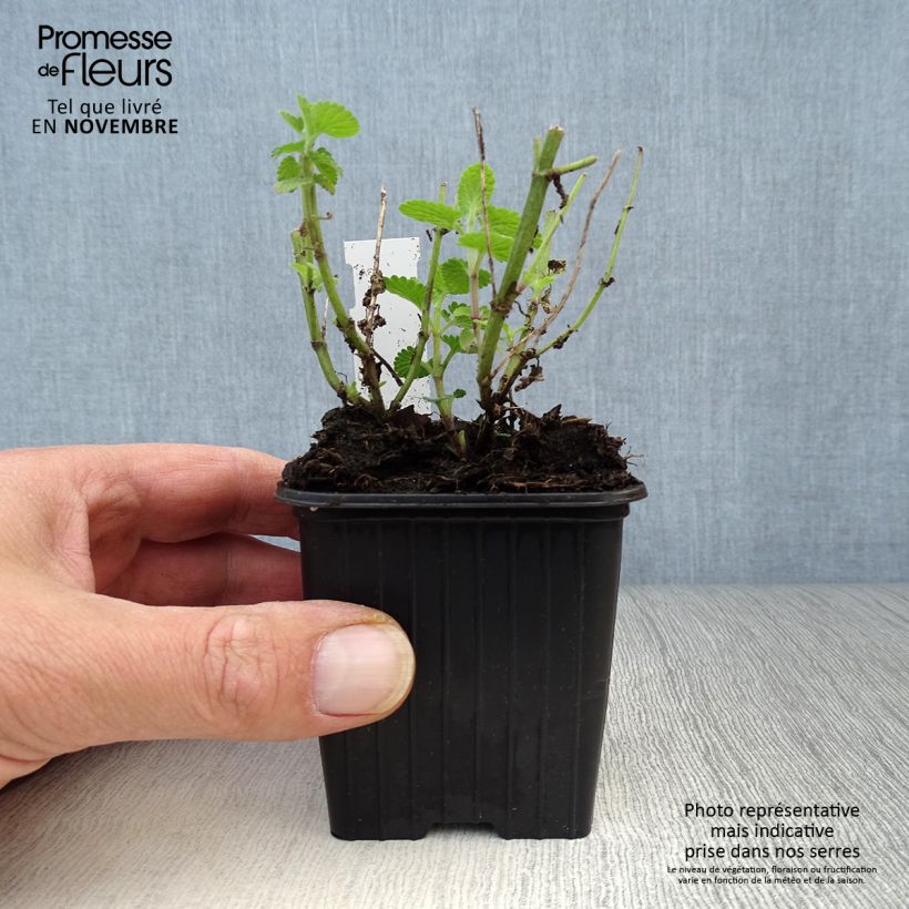 Esemplare di Nepeta faassenii Cat's Pajamas Vasetto da 8/9 cm come consegnato in autunno