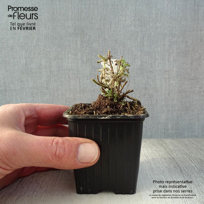 Nepeta faassenii Cat's Pajamas Vasetto da 8/9 cm esemplare consegnato in inverno