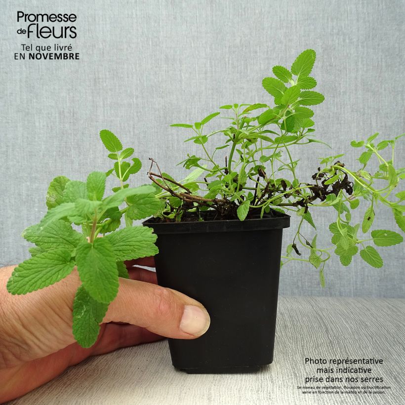 Esemplare di Nepeta faassenii - Erba dei gatti Vasetto da 8/9 cm come consegnato in autunno