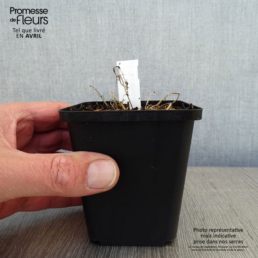 Nepeta faassenii - Erba dei gatti Vasetto da 8/9 cm esemplare consegnato in primavera