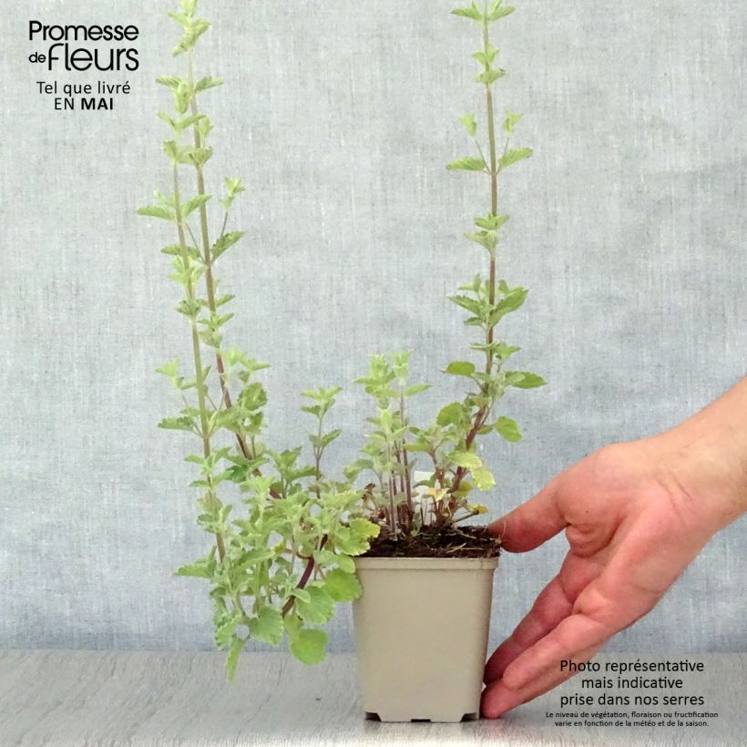 Nepeta faassenii Six Hills Gold Vasetto da 8/9 cm esemplare consegnato in primavera