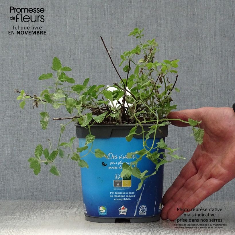 Esemplare di Nepeta faassenii Six Hill's Giant Vaso da 2L/3L come consegnato in autunno